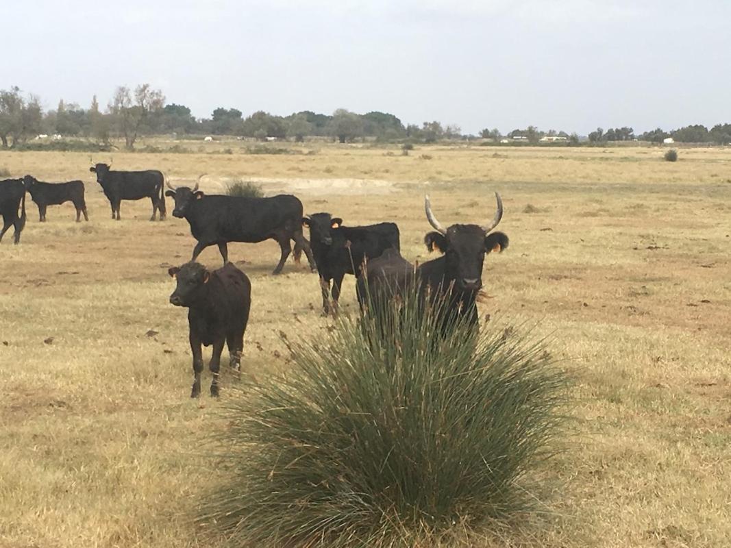 Joli Mas Ca-Mar Villa Arles Kültér fotó